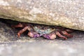Crab inside a rocky hideaway Royalty Free Stock Photo